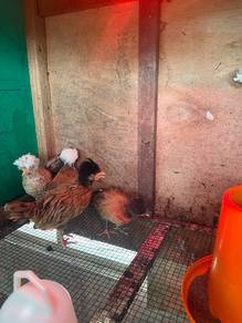 Ayam poland 