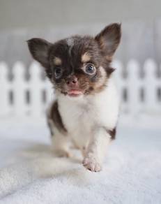 CHIHUAHUA PUPPIES 166🌷Head Apple Bonnie Dog Girl