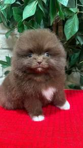 pomeranian f