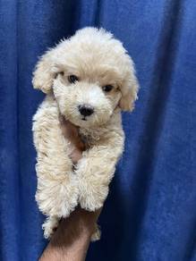 maltipoo-