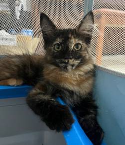 pure Mainecoon