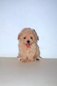 w17 Joyful Maltipoo Puppy