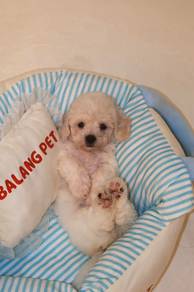 J0881 Maltipoo Cute and Adorable Puppy