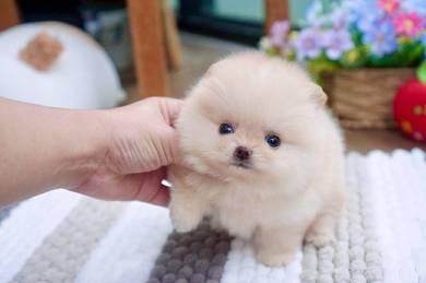 Pomeranian puppies MKA cert 