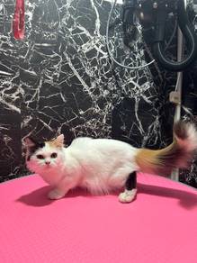 Nonstandard Munchkin kitten