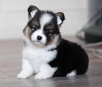 CORGI PUPPIES C186 🌻 Lovely Male