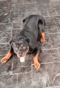 Rottweiler