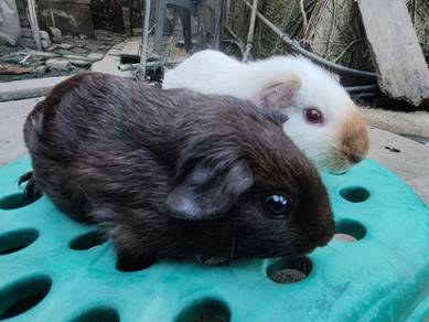 Guinea pig American