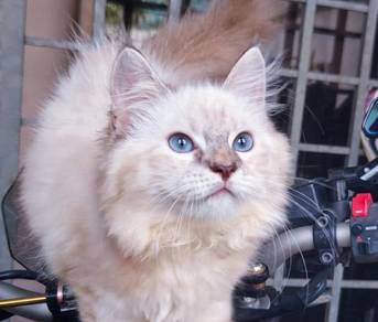 Ragdoll Kitten