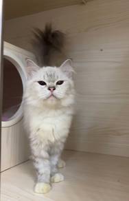 (Spay) Betina Perempuan British Long Hair