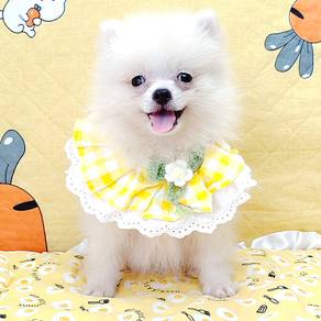 Pomeranian