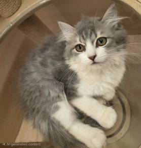 Persian kitten available for sale 