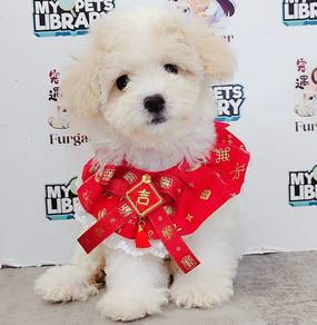 Maltipoo