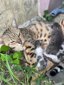 kucing (jinak)