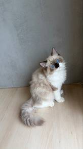 ragdoll kitten available for rehoming π‘