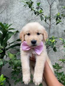 Golden Retriever puppies 18