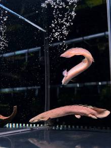 Senegalus Bichir