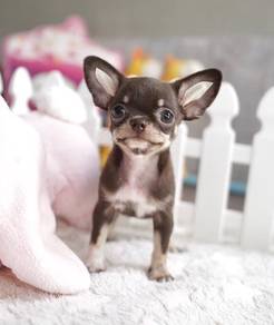 CHIHUAHUA PUPPIES CH201🌷 Head Apple Female