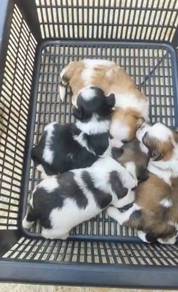 Pure Breed Shih Tzu for Booking 纯种西施宝宝 开放预订