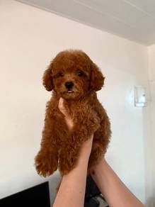 cavapoo4