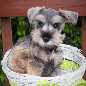 Schnauzer