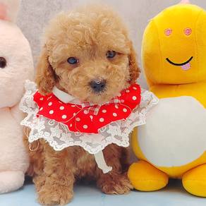 Poodle