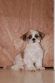J0698 Shih Tzu Cute Long Hair Fluffy Puppy