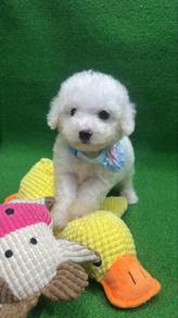 Tiny Poodle White color Puppy M-1