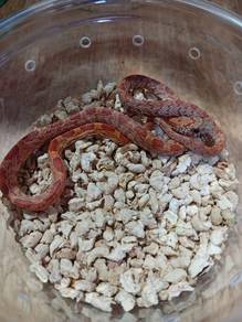 Corn Snake Promo