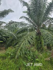 Residential Land in Telok Panglima Garang, SGR