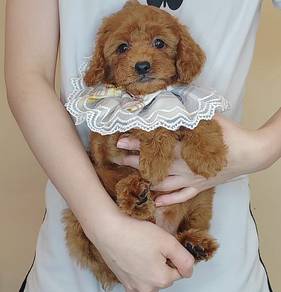 Poodle