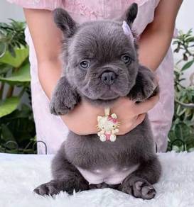 FRENCH BULLDOG PUPPIES 🌻VIP157 Long Fur / Girl