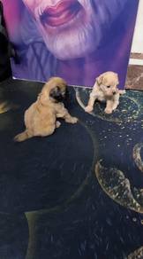 Shihpoo 