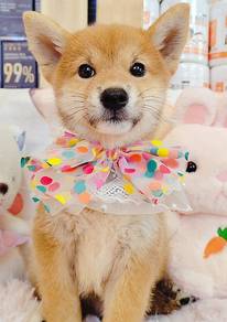 Shiba inu