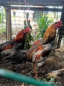 Ayam sabung