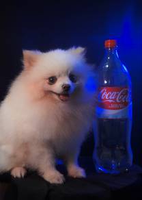 teacup pomeranian (stud service)