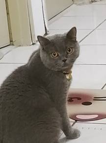 kucing bsh male