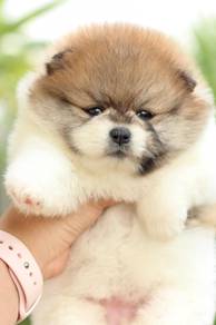 Pomeranian