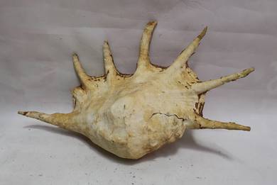 Large Madagascar Shell - Pteracera Bryonia Lambis