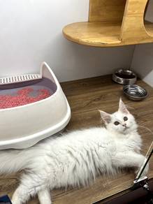 Mainecoon Cat