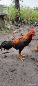 Ayam 