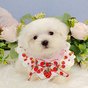Maltese