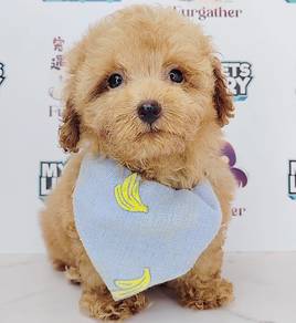 Poodle Toy