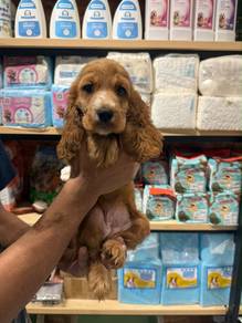 Cocker spaniel puppy