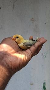 Lovebirds