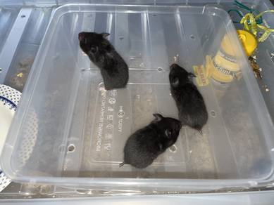 syrian hamster