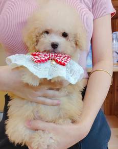 Poodle