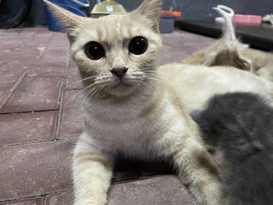 bsh + persian mom & 4 kitten for free