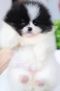 Pomeranian
