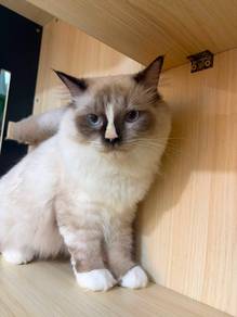 Ragdoll Kitten Female for sale